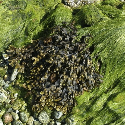 Close-up photograph of seaweed on a sand and pebble beech.